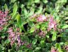 Sedum spurium Tricolor